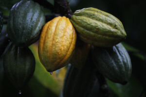 Cacau nativo de Altamira/PA