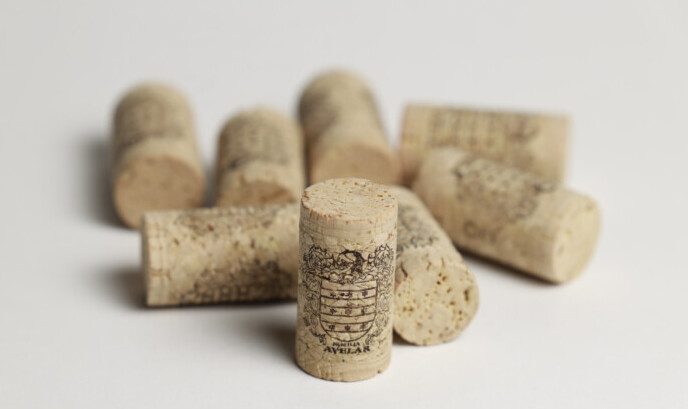 Maria Eli Avelar-CÍRIO ALIMENTOS-VINÍCULA AVELAR-Fotos-Carlos-Borges-2697